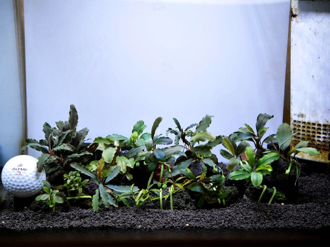 船長 ブセファランドラ１５種１５株、ボルビ、ピンナティフィダ７株計２２株