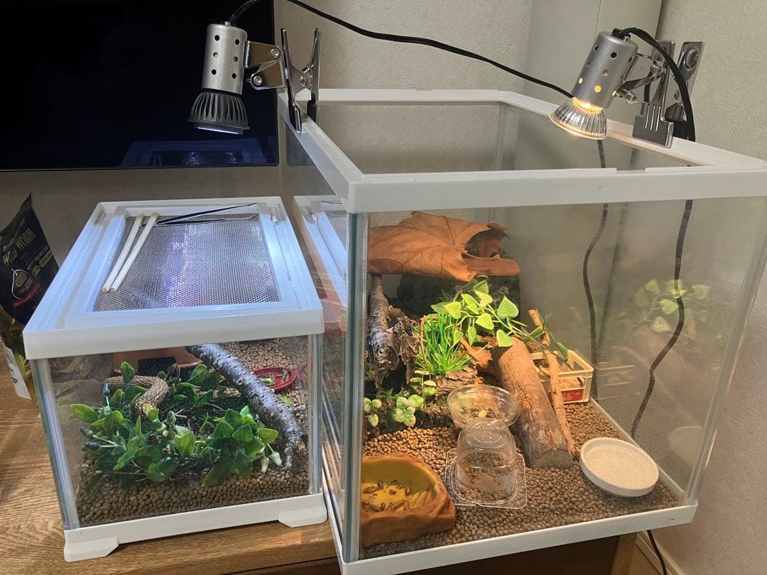 カナヘビ 冬越しセット UV/ヒーター付 水槽一式