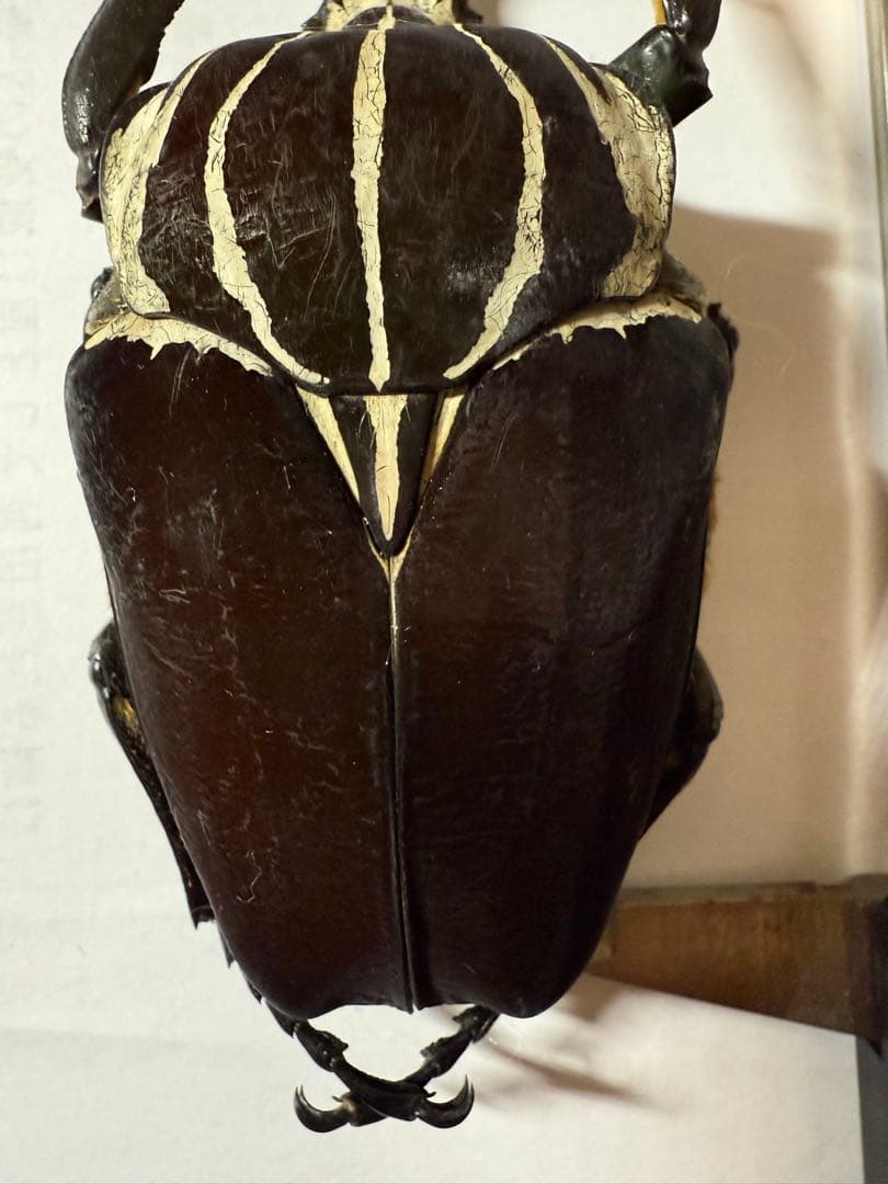 昆虫標本　カメルーン　ゴライアスオオツノハナムグリ　約100mm M1