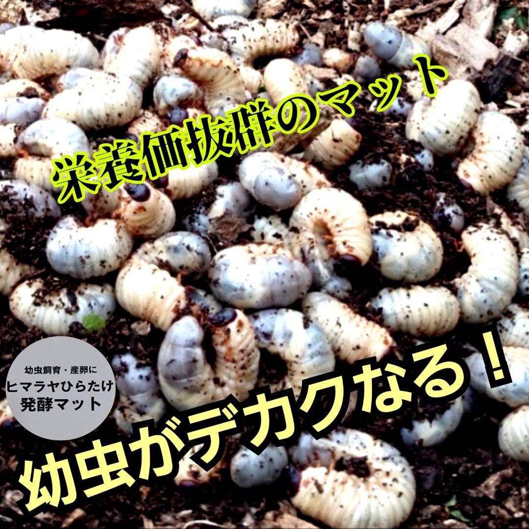 カブトムシの産卵に抜群！ヒマラヤひらたけ発酵マット【60L】雑虫がわきません！