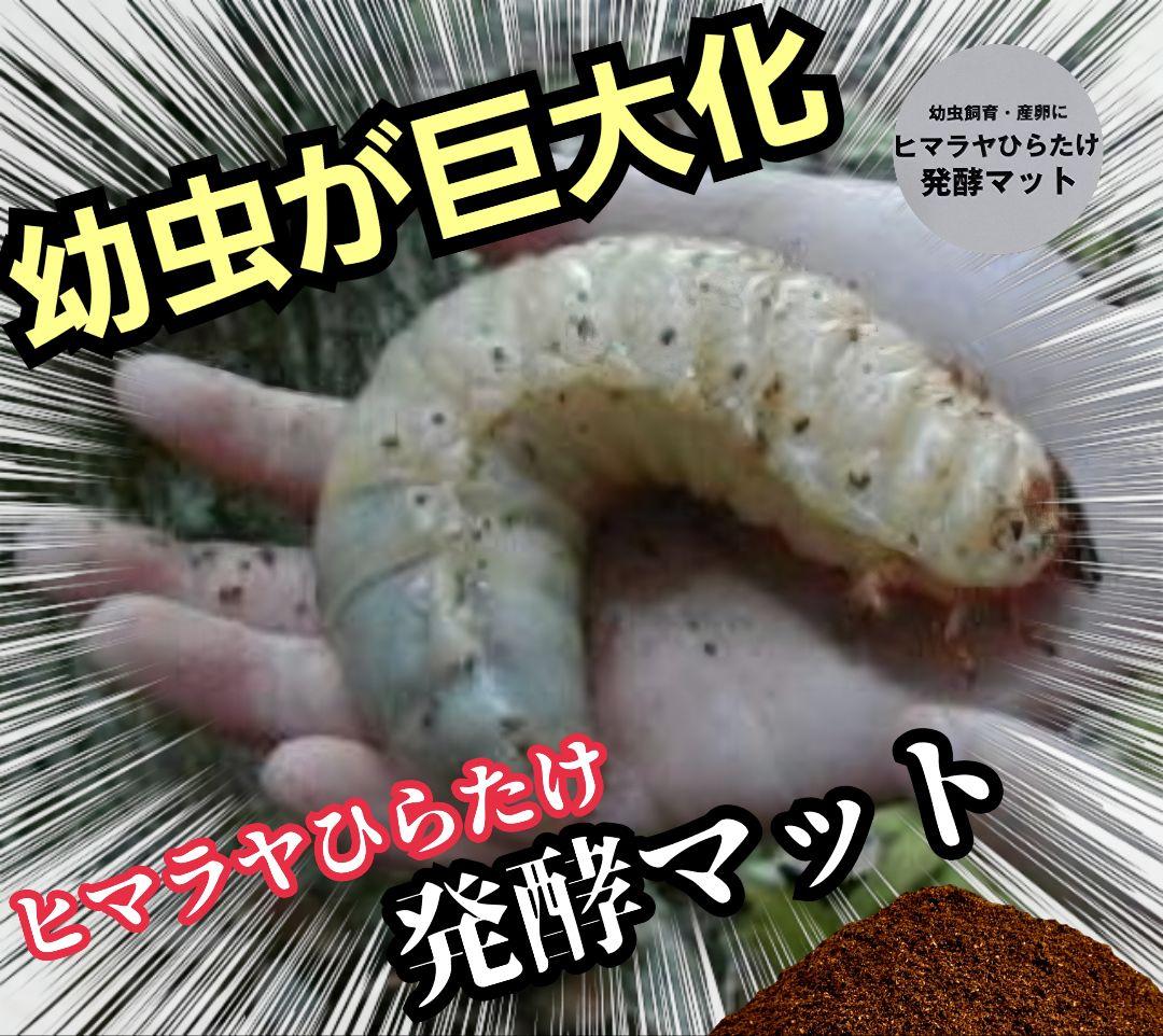 カブトムシの産卵に抜群！ヒマラヤひらたけ発酵マット【60L】雑虫がわきません！