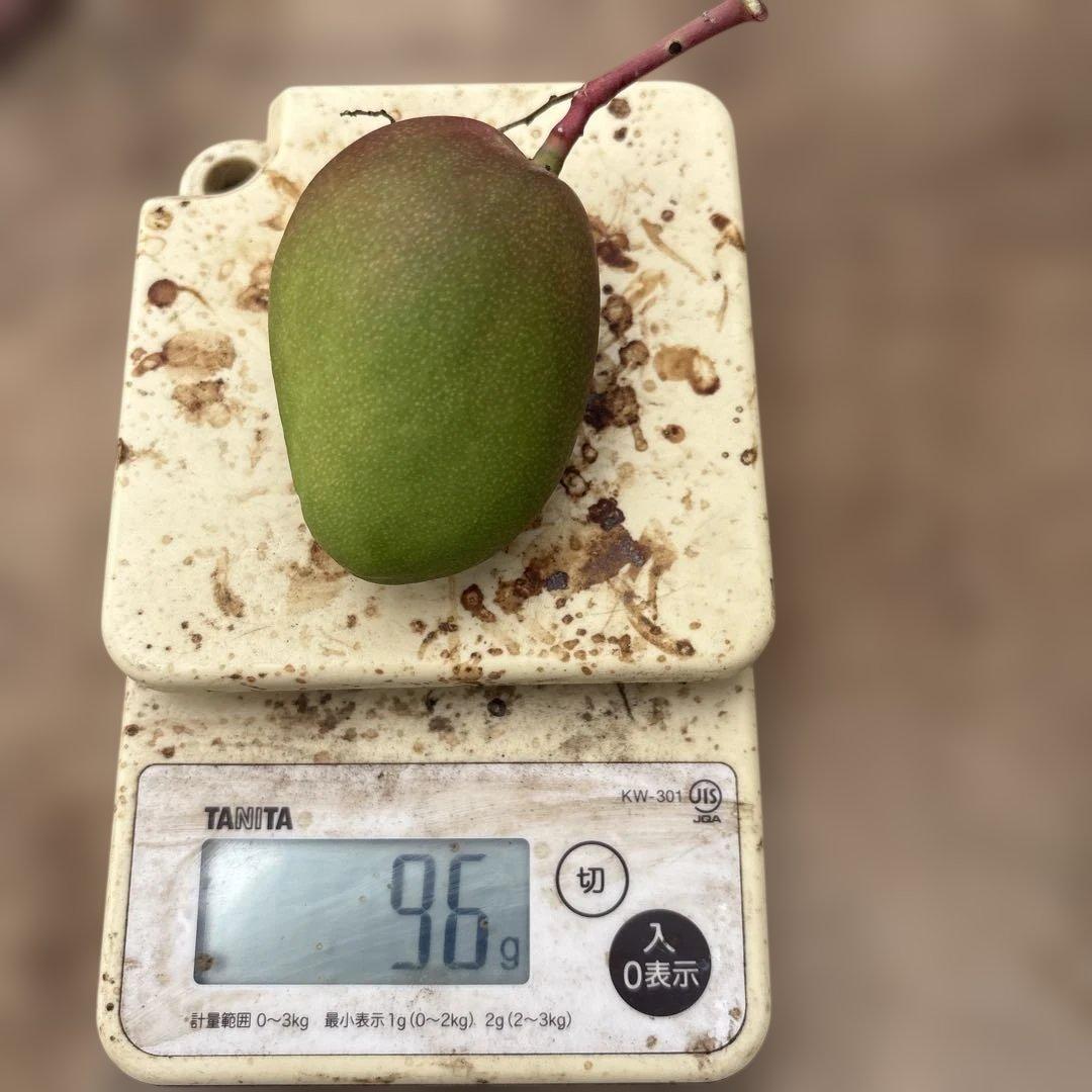摘果マンゴー2/11❶