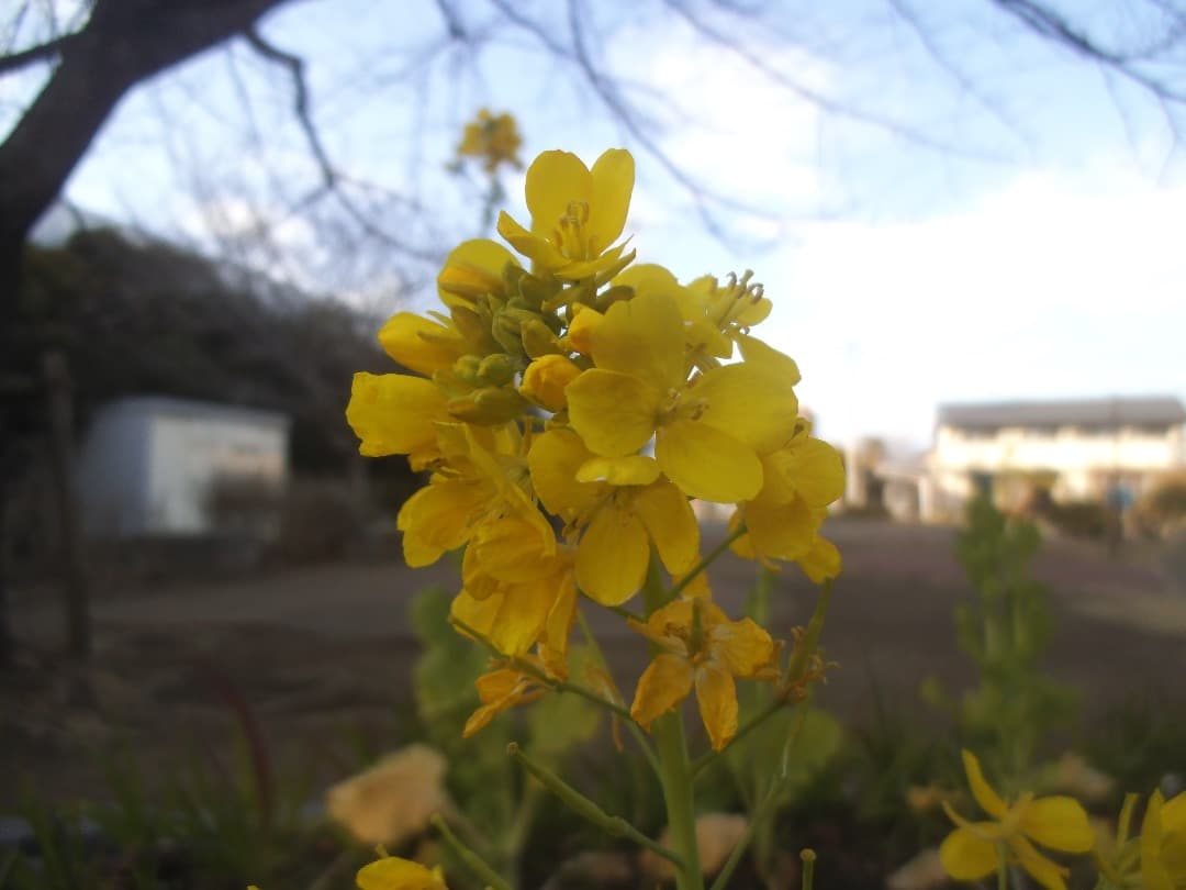 追加有⭕️【動作確認済】FUJIFILM FinePix JZ250 富士フイルム