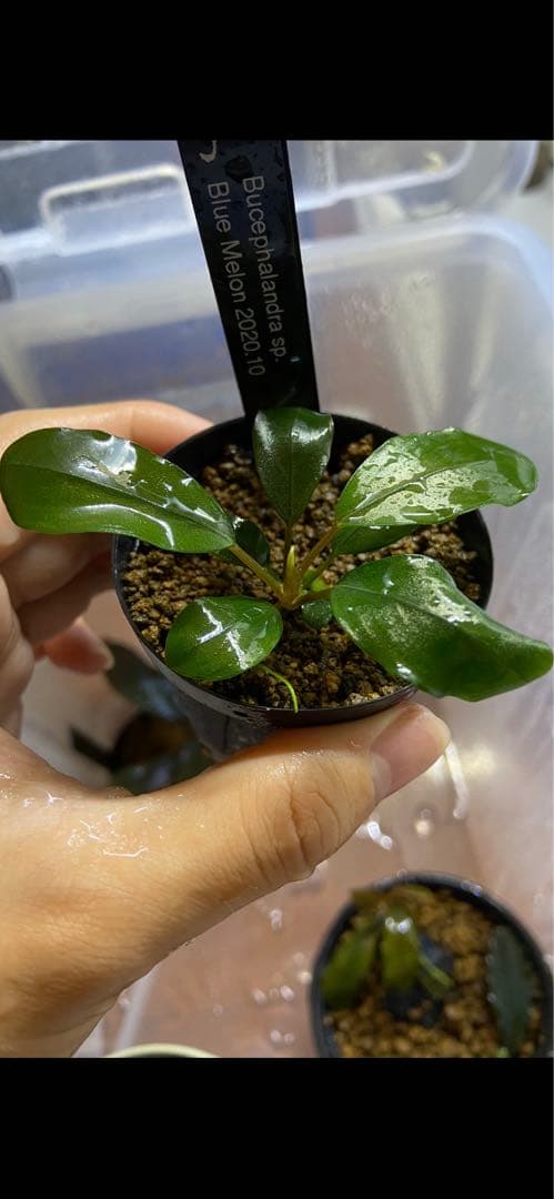 水草 Bucephalandra sp.