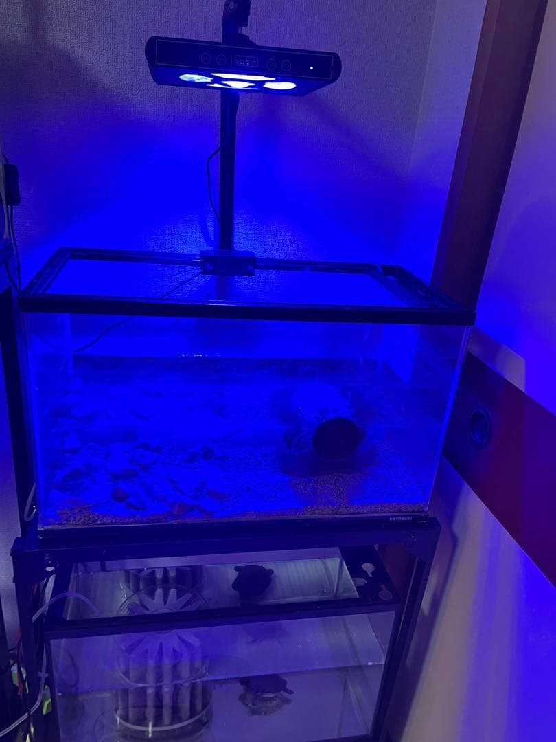 購入前に確認メールお願いします。 コトブキ60cmガラス水槽2本 GEX水槽台