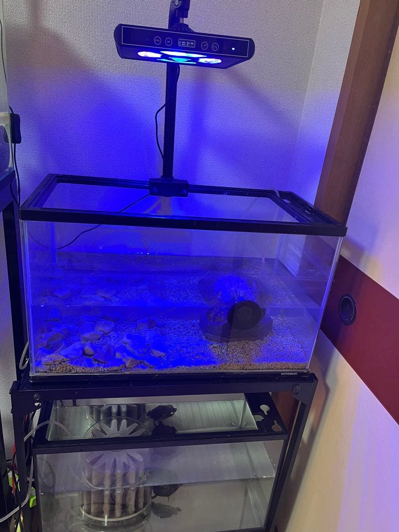 購入前に確認メールお願いします。 コトブキ60cmガラス水槽2本 GEX水槽台