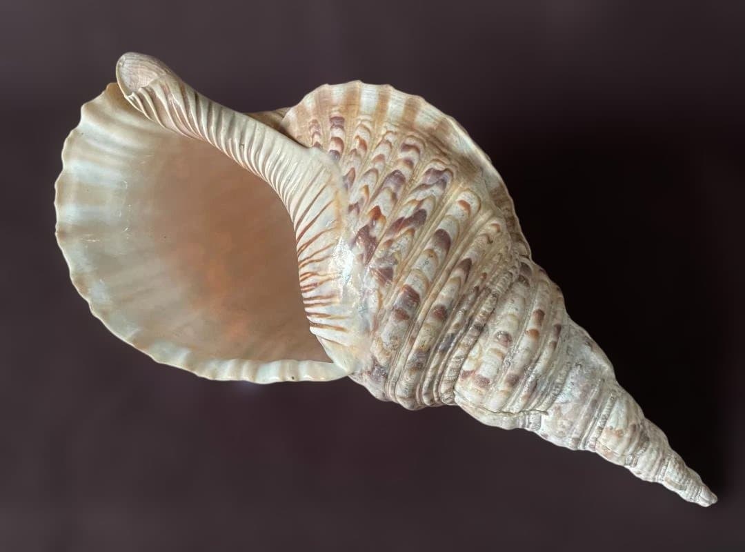 M*s様 アンティーク ほら貝 貝殻 インテリア