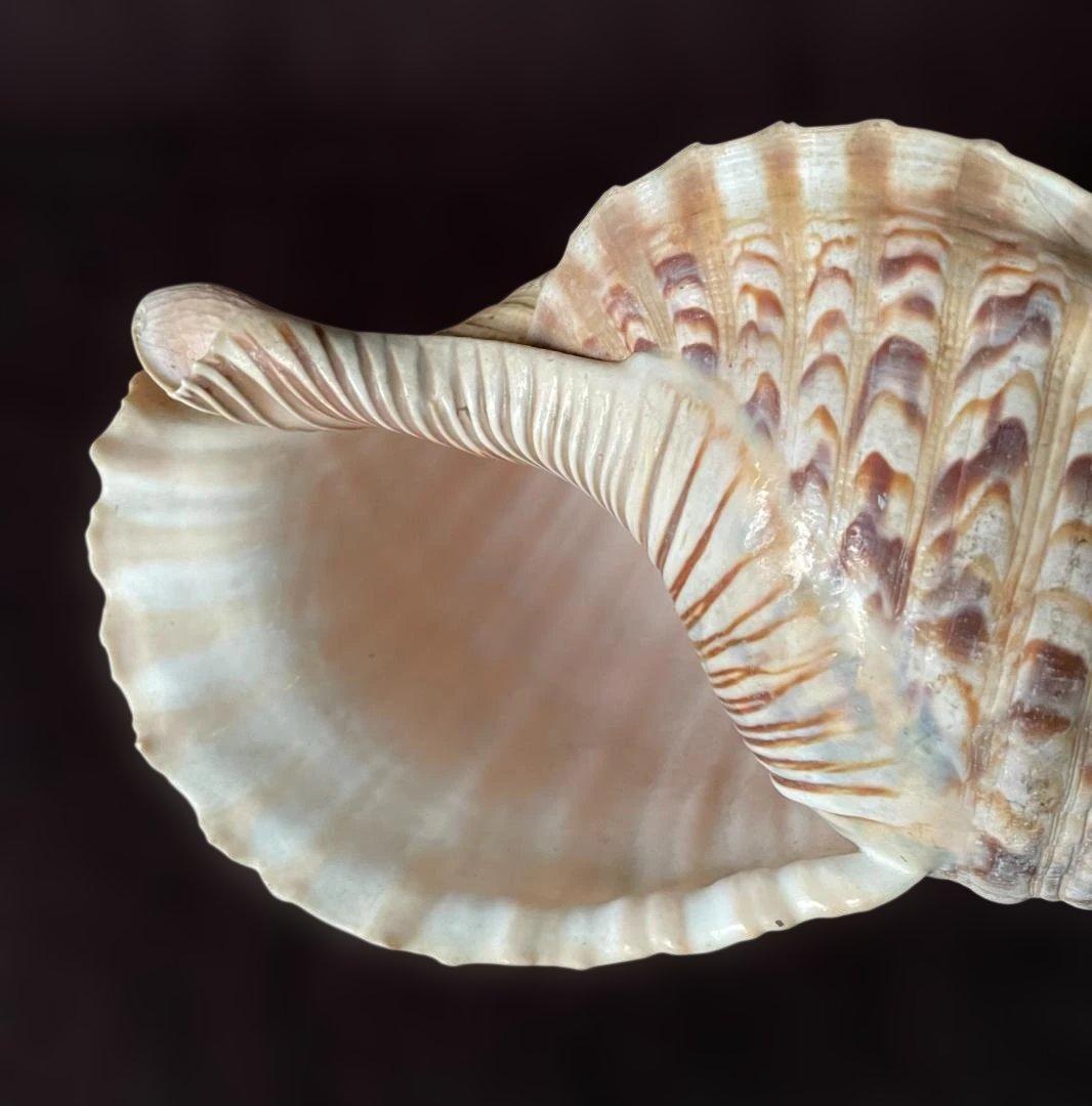 M*s様 アンティーク ほら貝 貝殻 インテリア