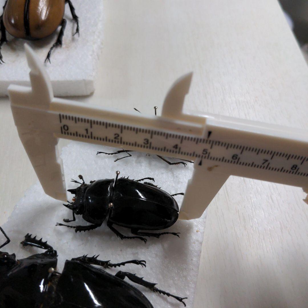 クワガタ、カブト虫標本セット