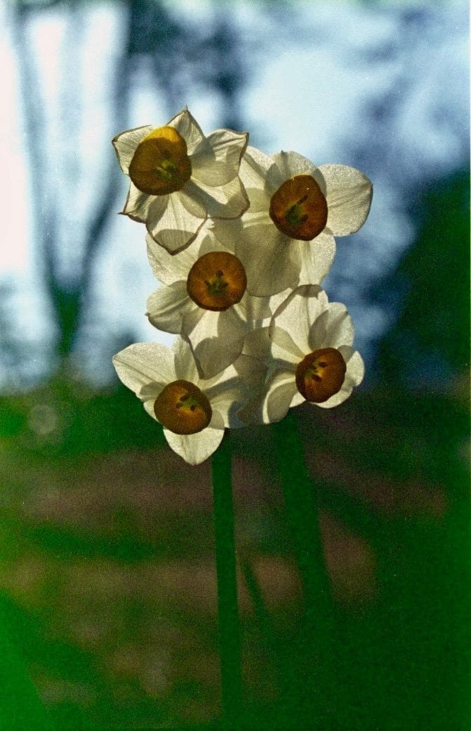 整備＆実写済・美品ニコンの軽量一眼フルセット「F60」