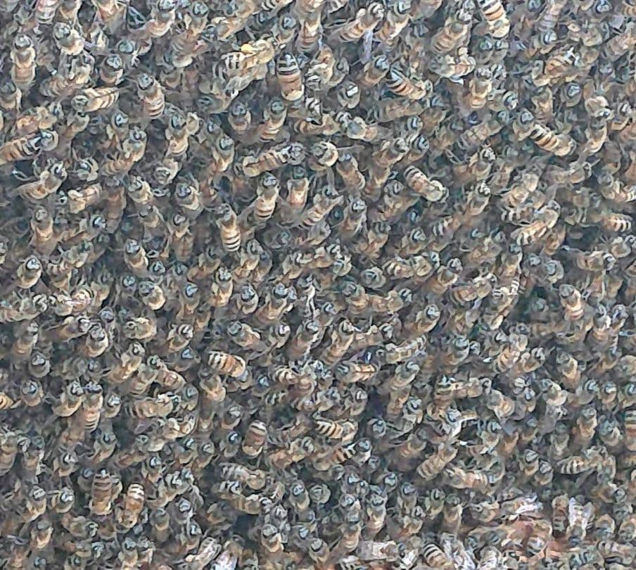 蜂蜜　1200g 2本 生蜂蜜　完熟はちみつ　非加熱　国産蜂蜜