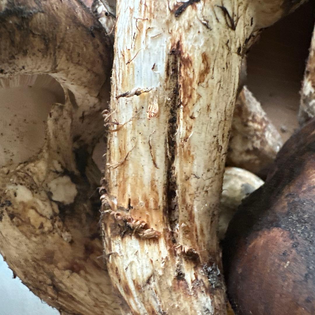 格安訳ありまとめ売り‼️国産天然松茸‼️930g