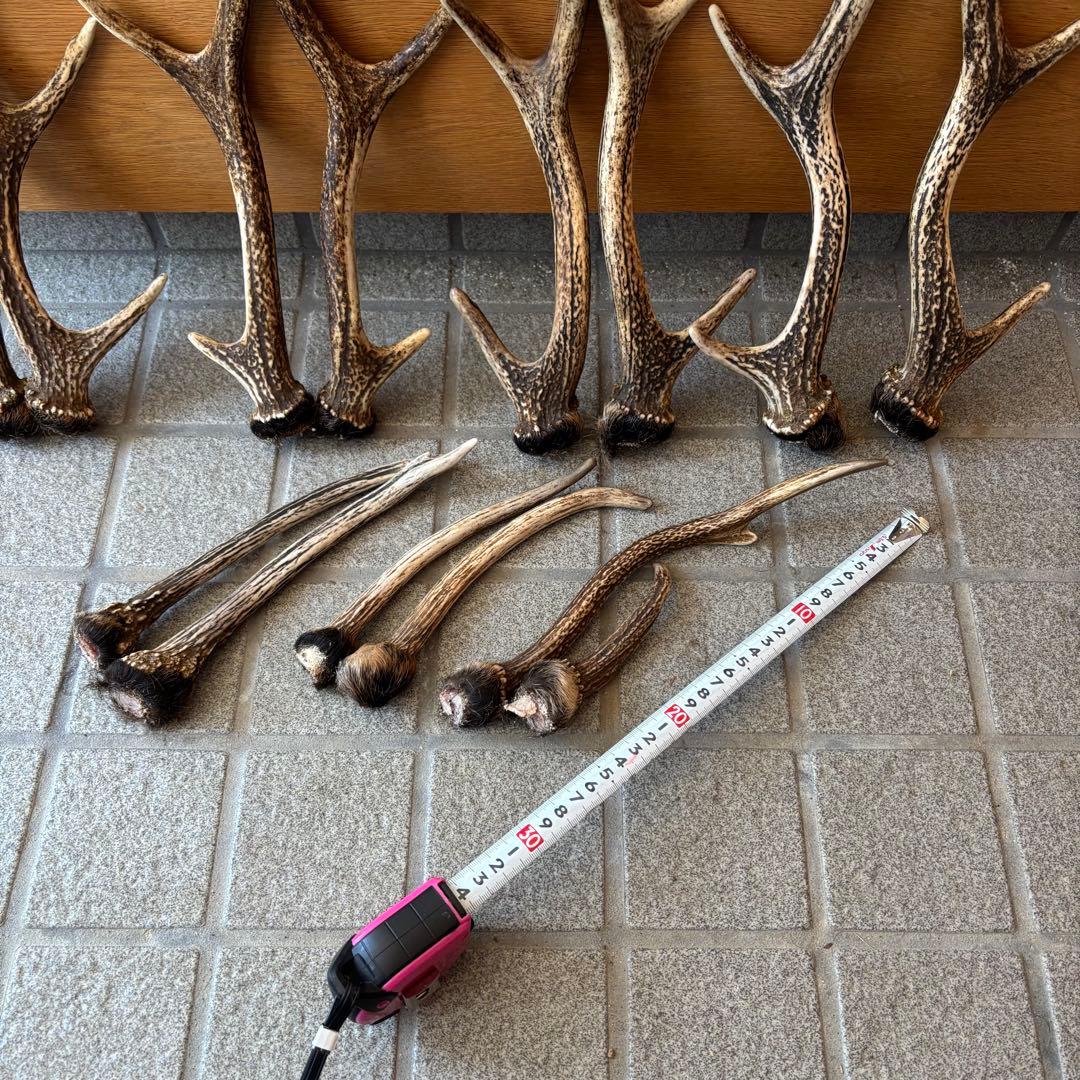 鹿の角　インテリア　ペット用
