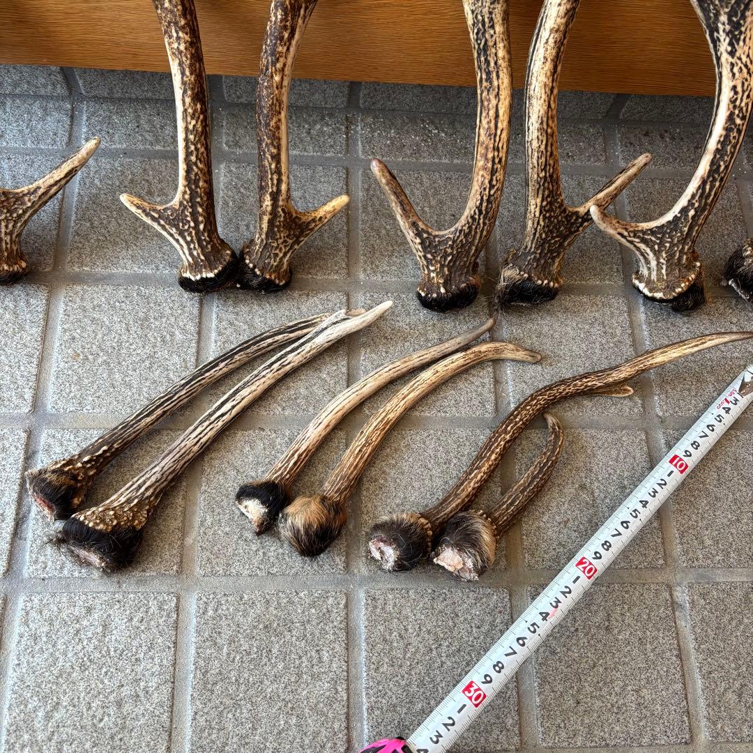 鹿の角　インテリア　ペット用