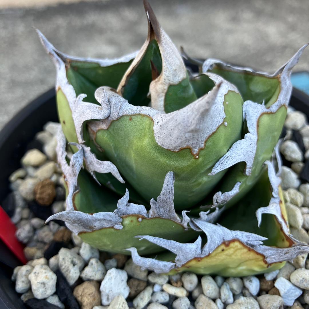 アガベ チタノタ cok cg01