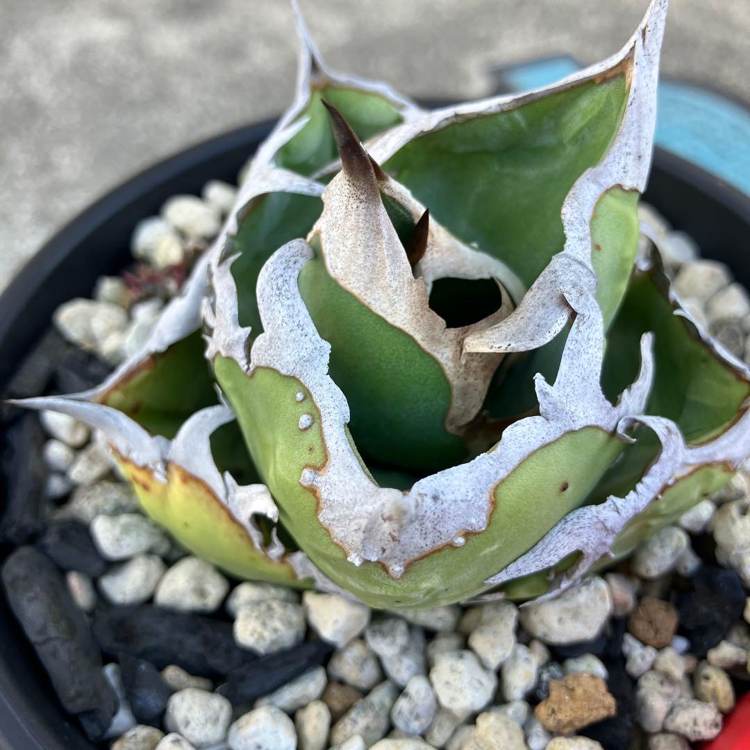 アガベ チタノタ cok cg01