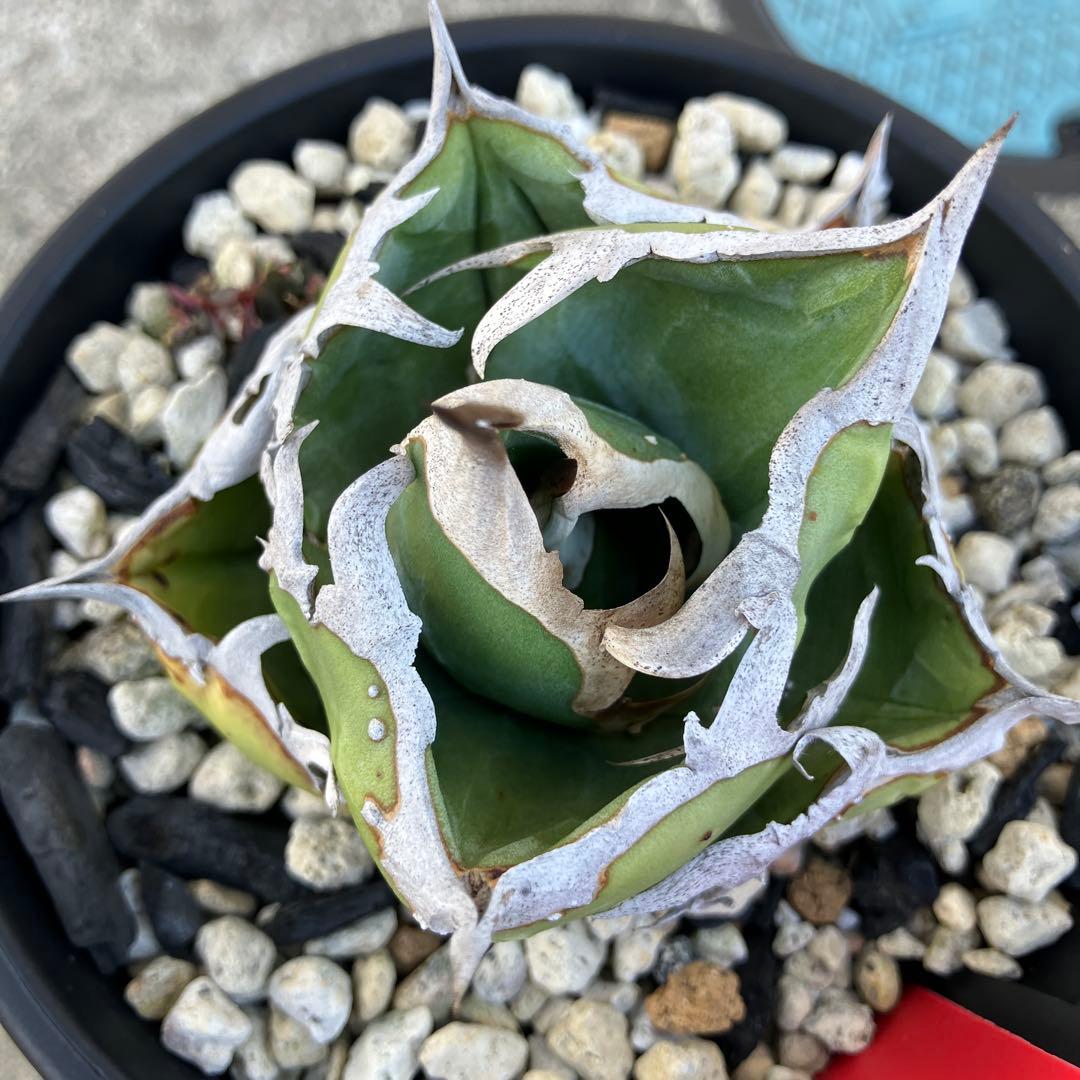 アガベ チタノタ cok cg01