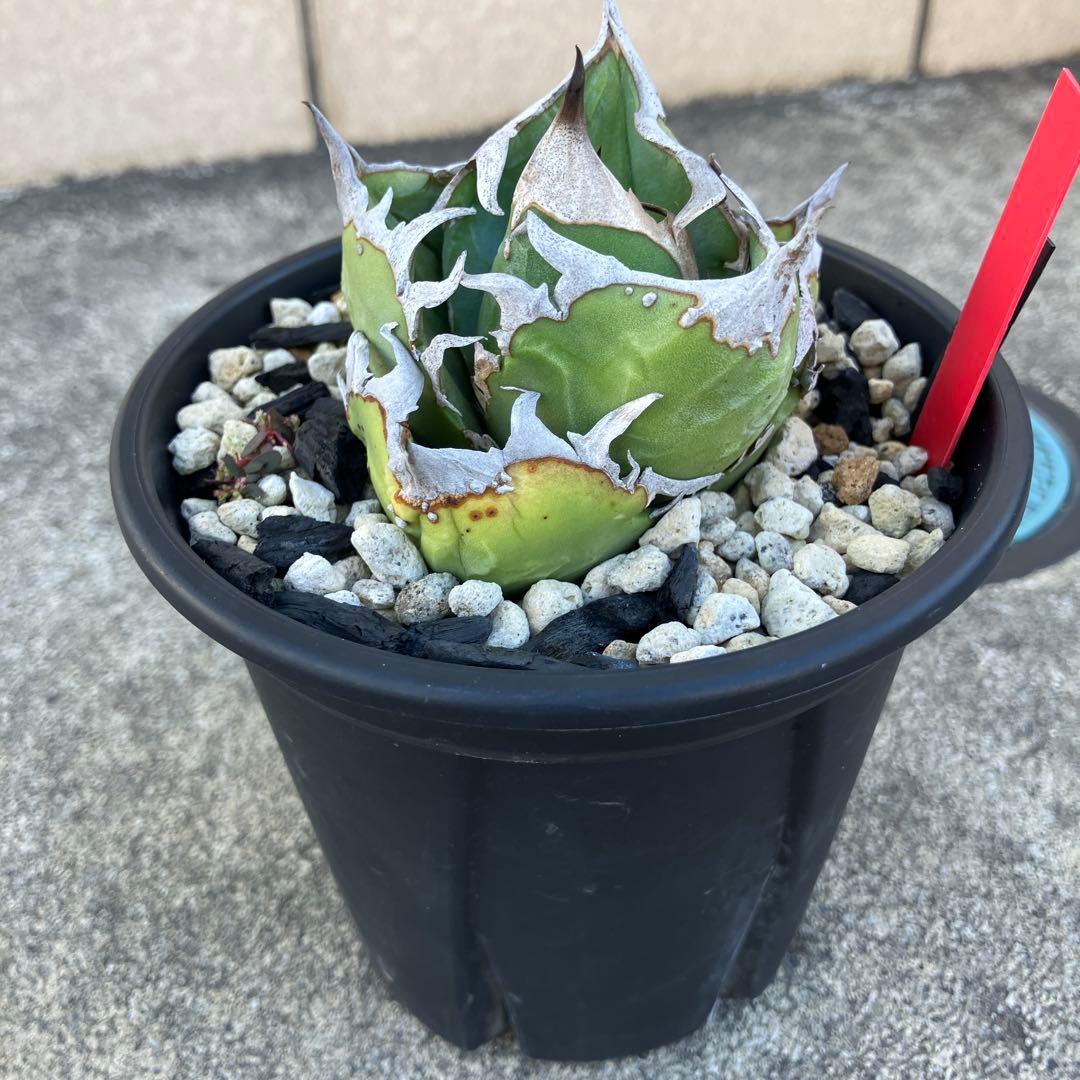 アガベ チタノタ cok cg01