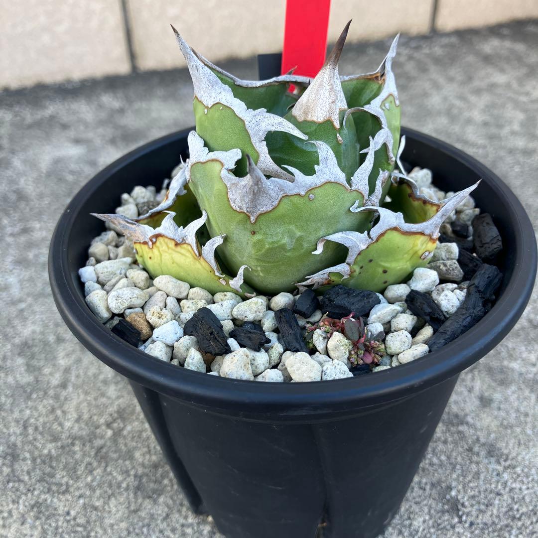 アガベ チタノタ cok cg01