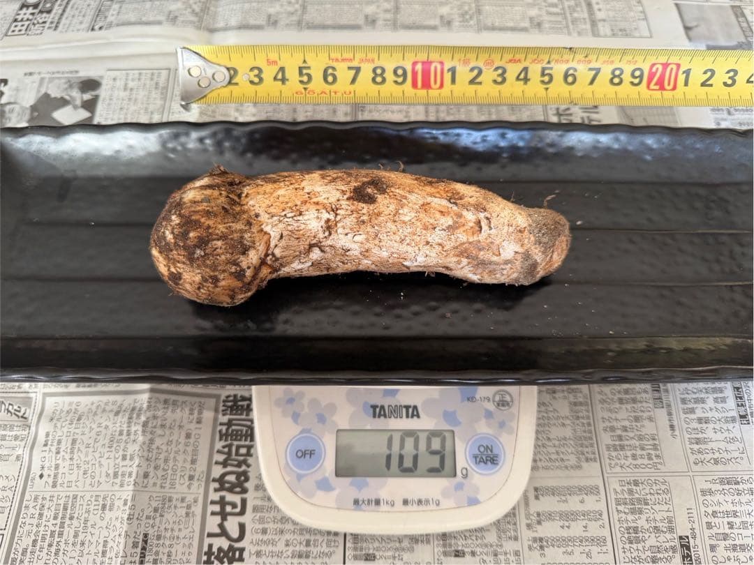 松茸　北海道　500g 訳あり　国産①