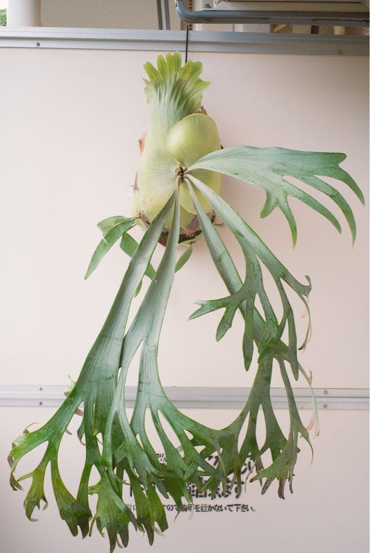 ど*ん様 【親株・子株多数】ビカクシダ　platycerium E-1 白ビフ