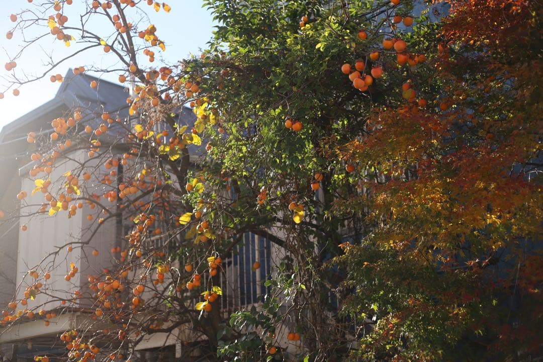 サ*ー様 Canon 24-70mm f/4L IS USM レンズ　中古