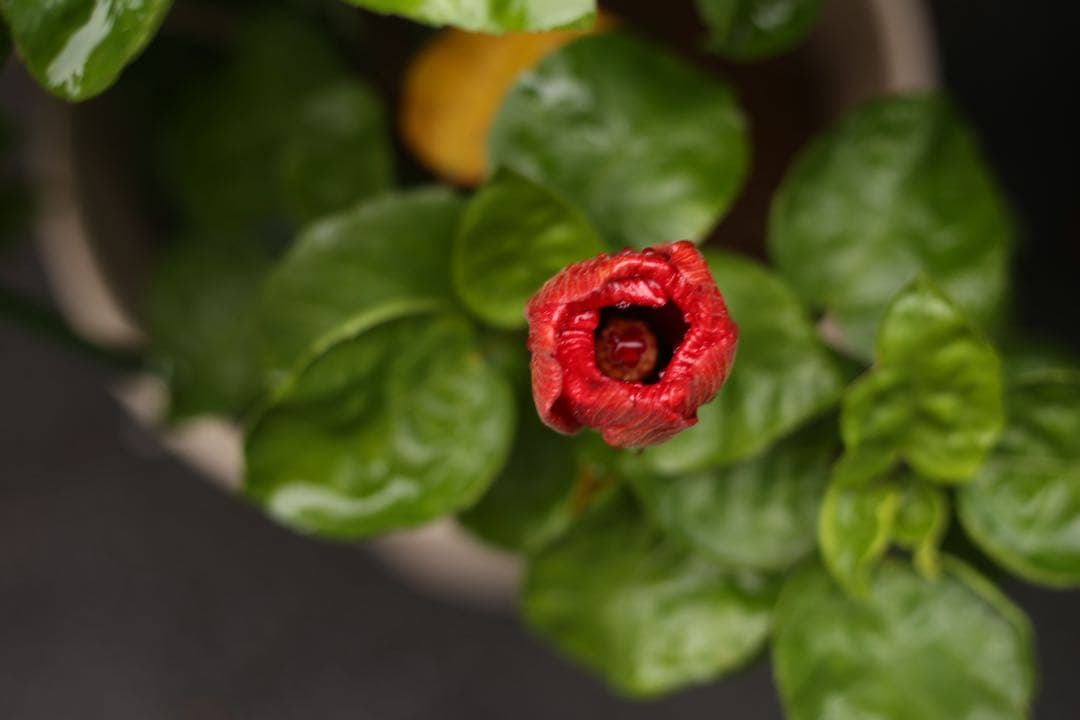 サ*ー様 Canon 24-70mm f/4L IS USM レンズ　中古