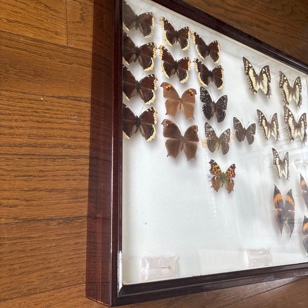 蝶の標本セット 1987年採集