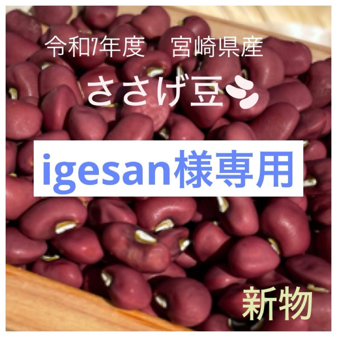 令和7年度　新物 ささげ豆 宮崎県産