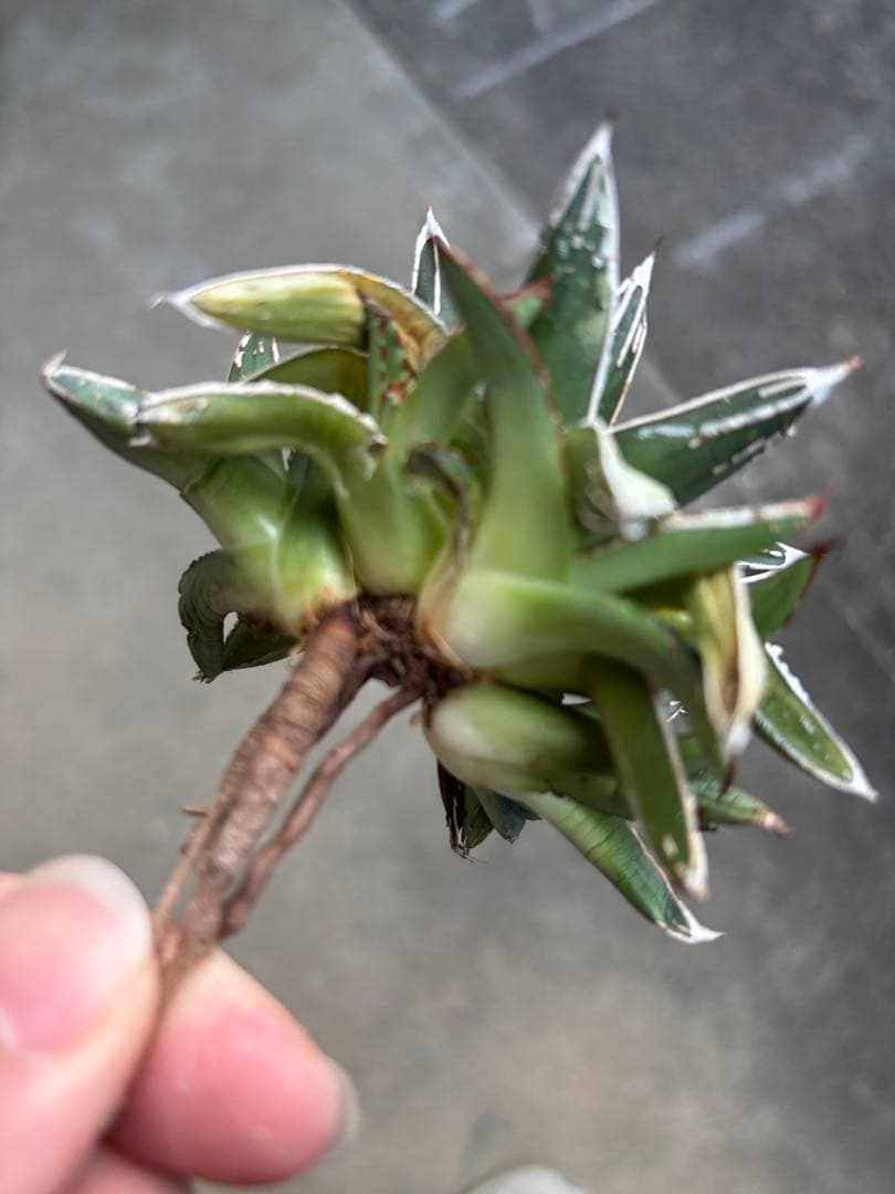 アガベ　姫笹の雪　白外斑入　極上株　子株4株付き