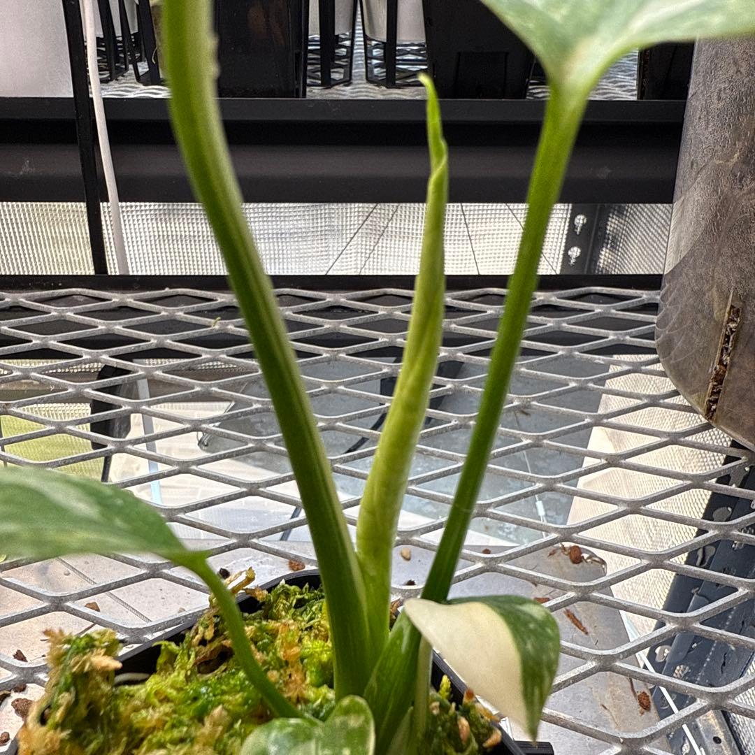 S*u様 極上 モンステラ メデューサ