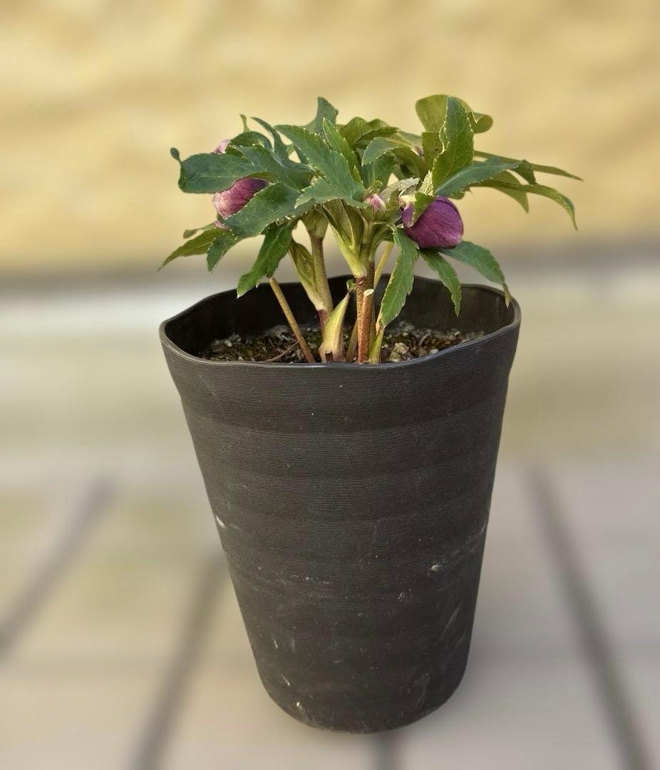 広瀬園芸　ソレイユ系オーレアグラデーションdd開花株　多弁　クリスマスローズ