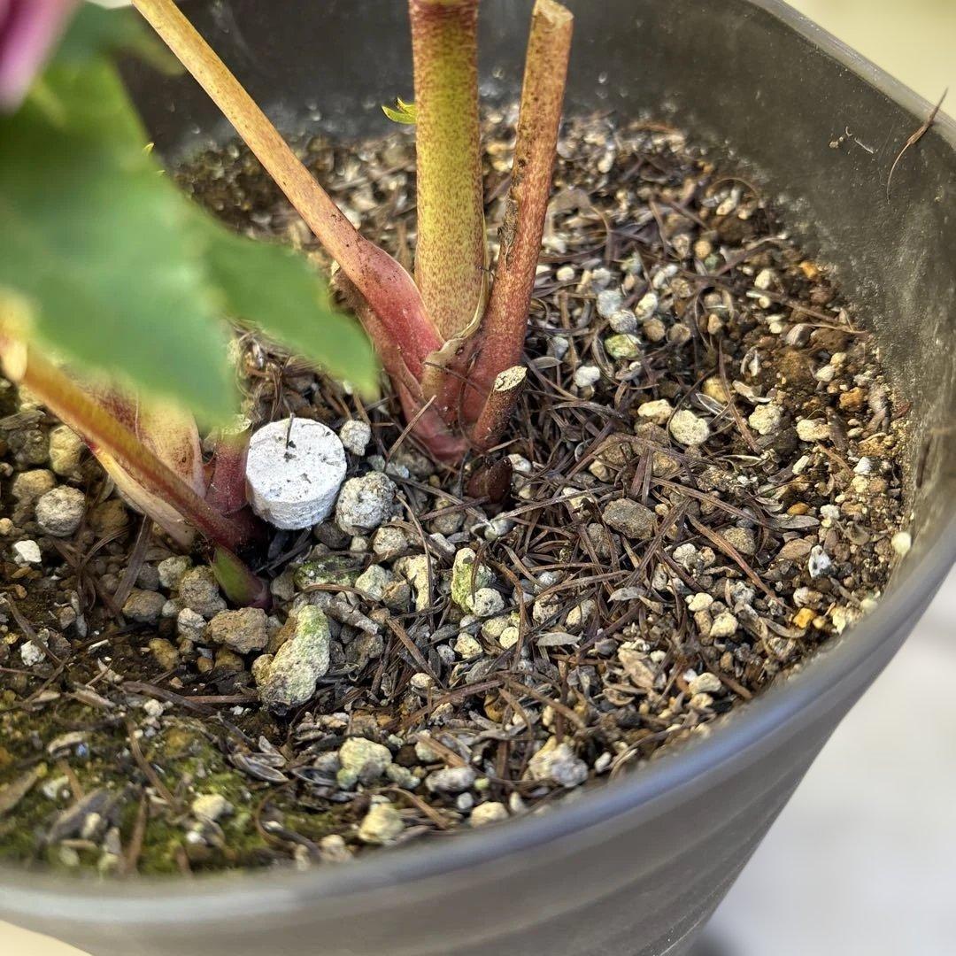 広瀬園芸　ソレイユ系オーレアグラデーションdd開花株　多弁　クリスマスローズ