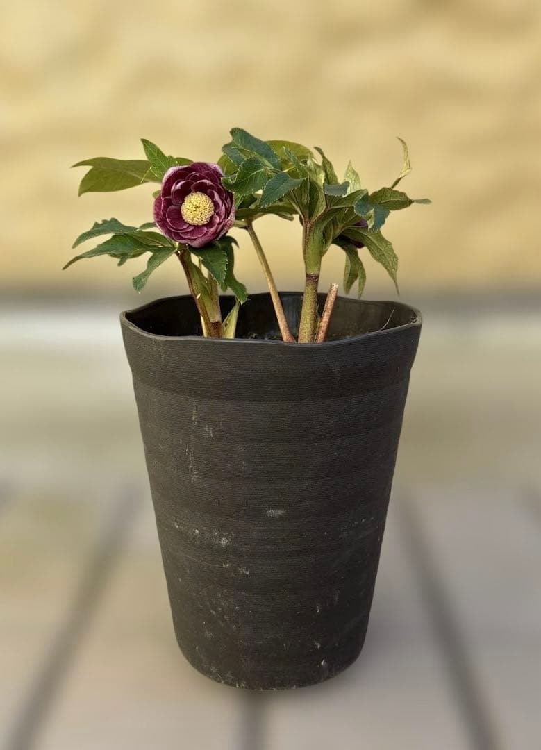 広瀬園芸　ソレイユ系オーレアグラデーションdd開花株　多弁　クリスマスローズ