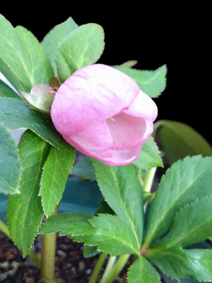 クリスマスローズ　チベタヌス交配