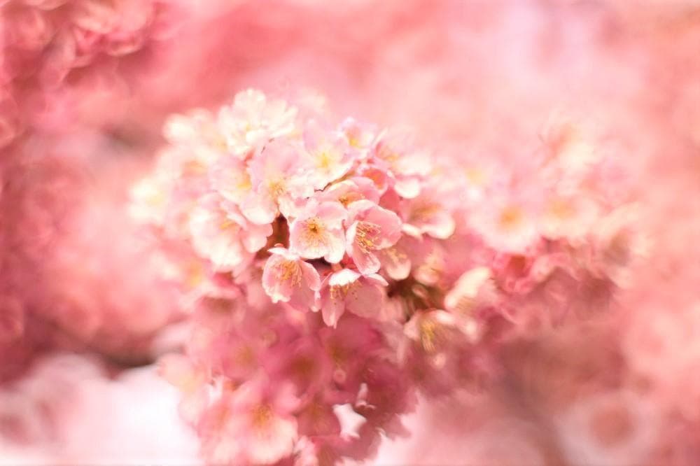 PENTAX SMC Takumar 55mm F1.8 宝石レンズ 改造レンズ