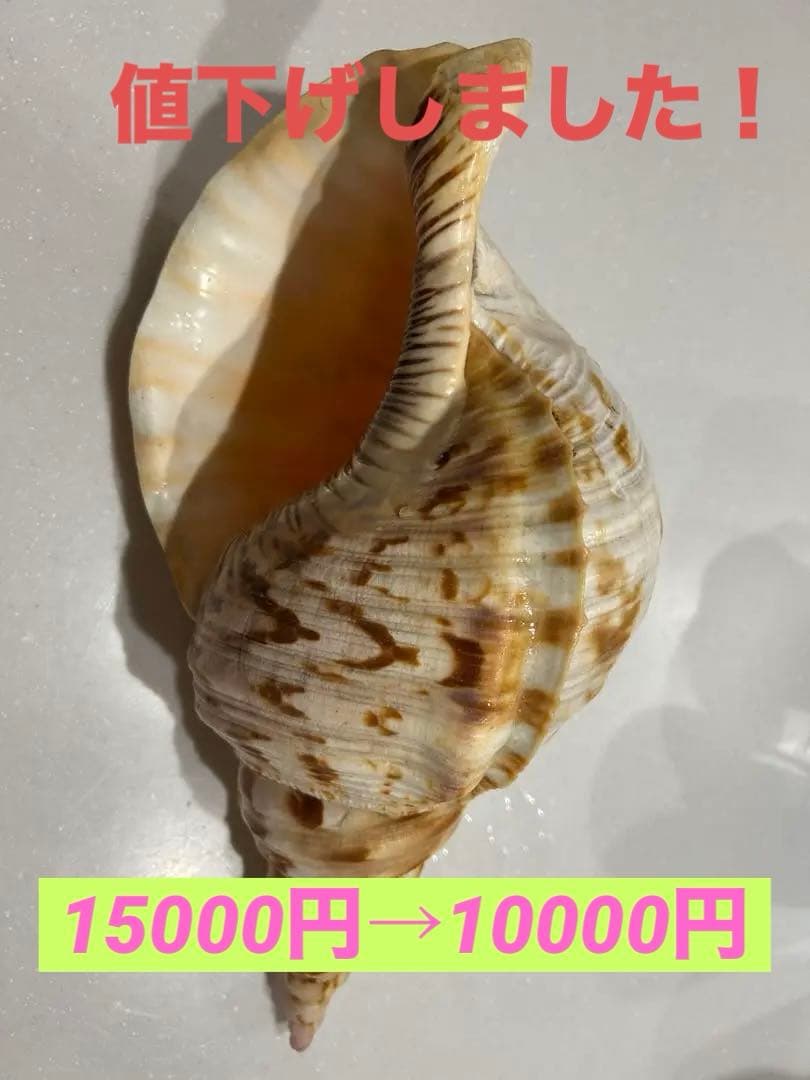 沖縄県天然ホラ貝