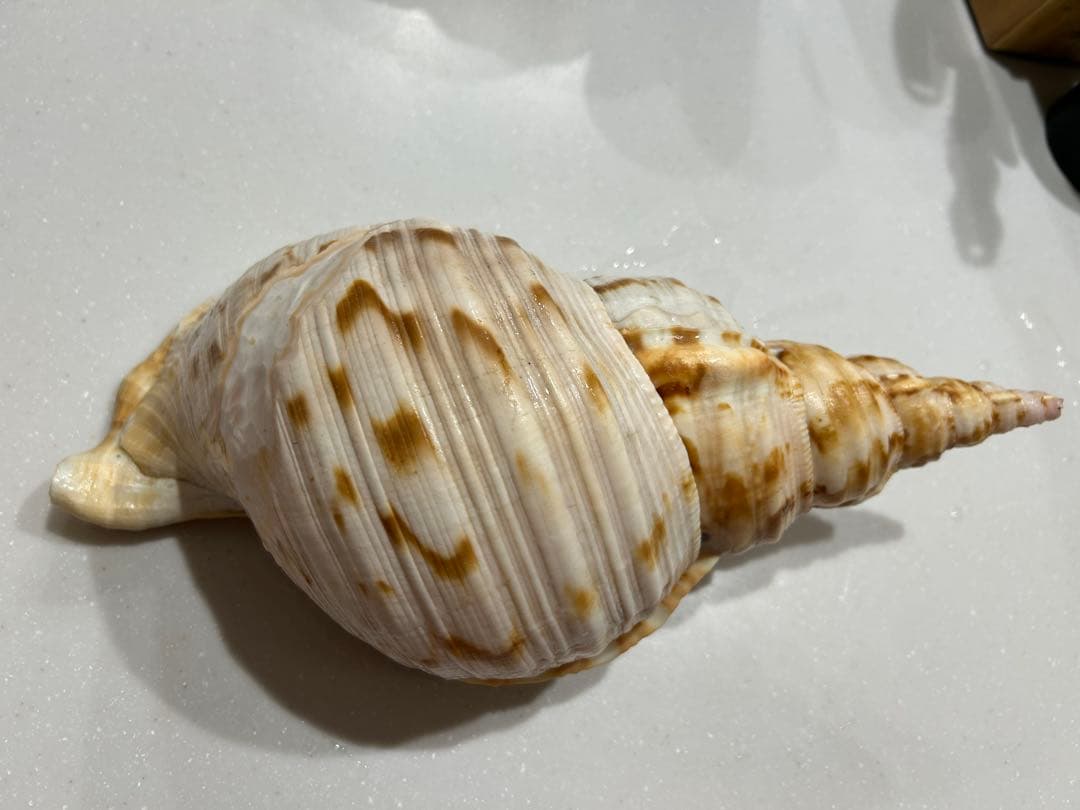 沖縄県天然ホラ貝