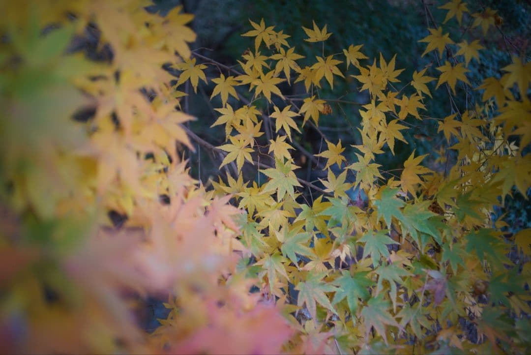 【動作確認済】SMC PENTAX-M 28mm f2.8 純正付属品付き