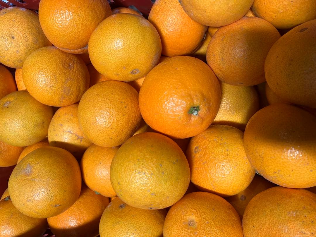 愛媛産 まどんな 10キロ (家庭用)