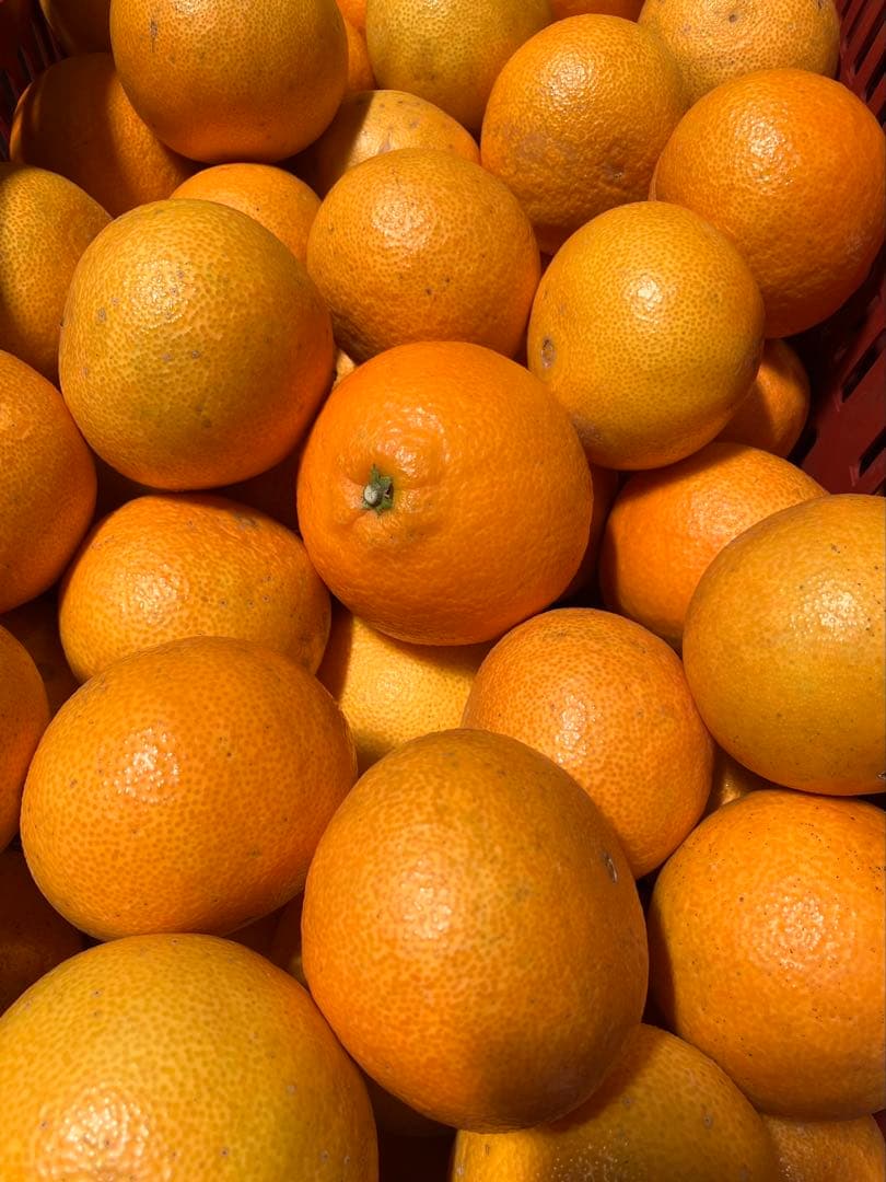 愛媛産 まどんな 10キロ (家庭用)