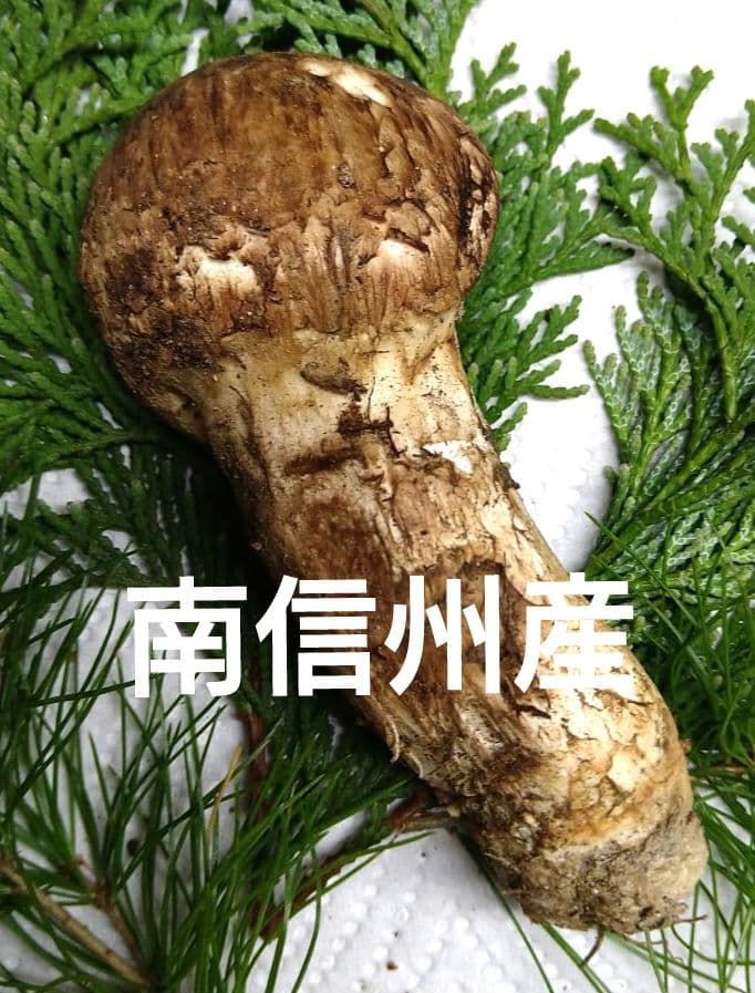 57.南信州産松茸約44g