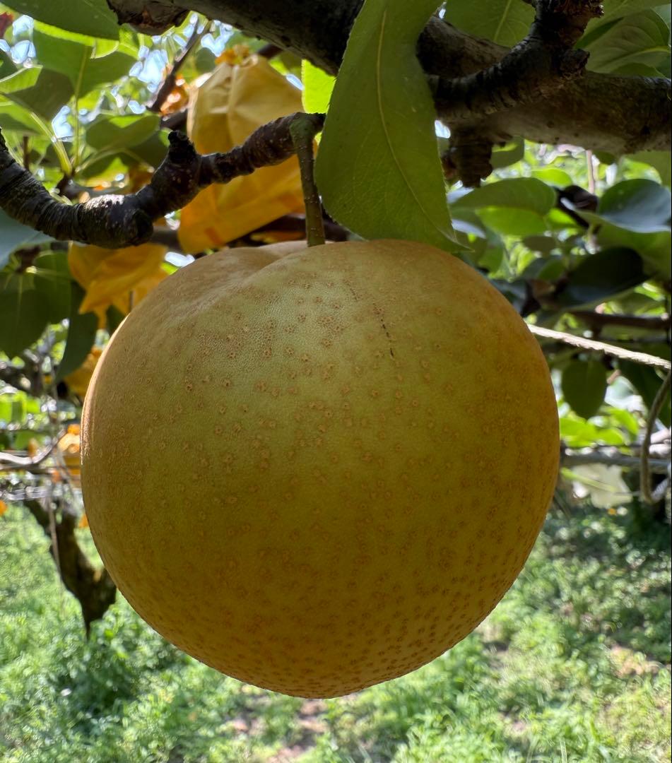 梨　新甘泉　農家直送　10㎏