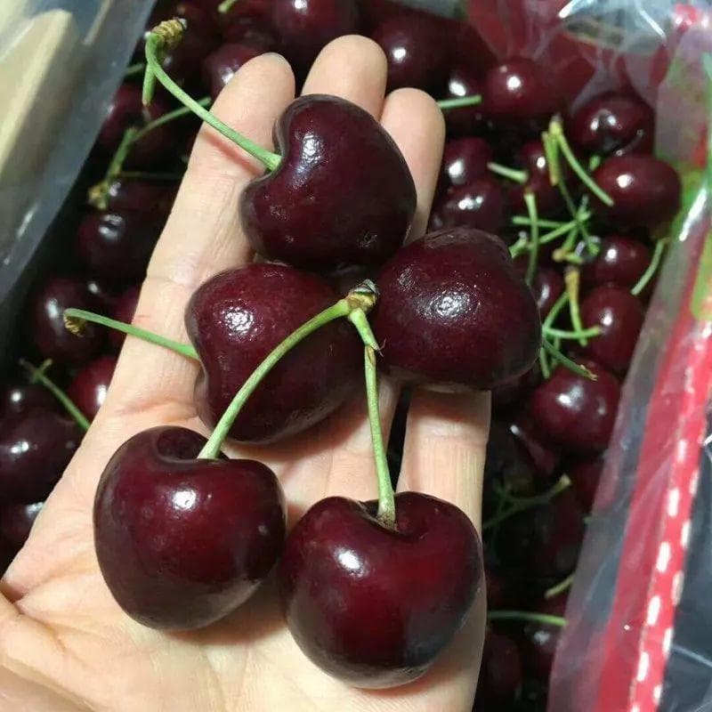 チリ産 空輸　ダークチェリー 約2.5kg 　大粒2Jサイズ