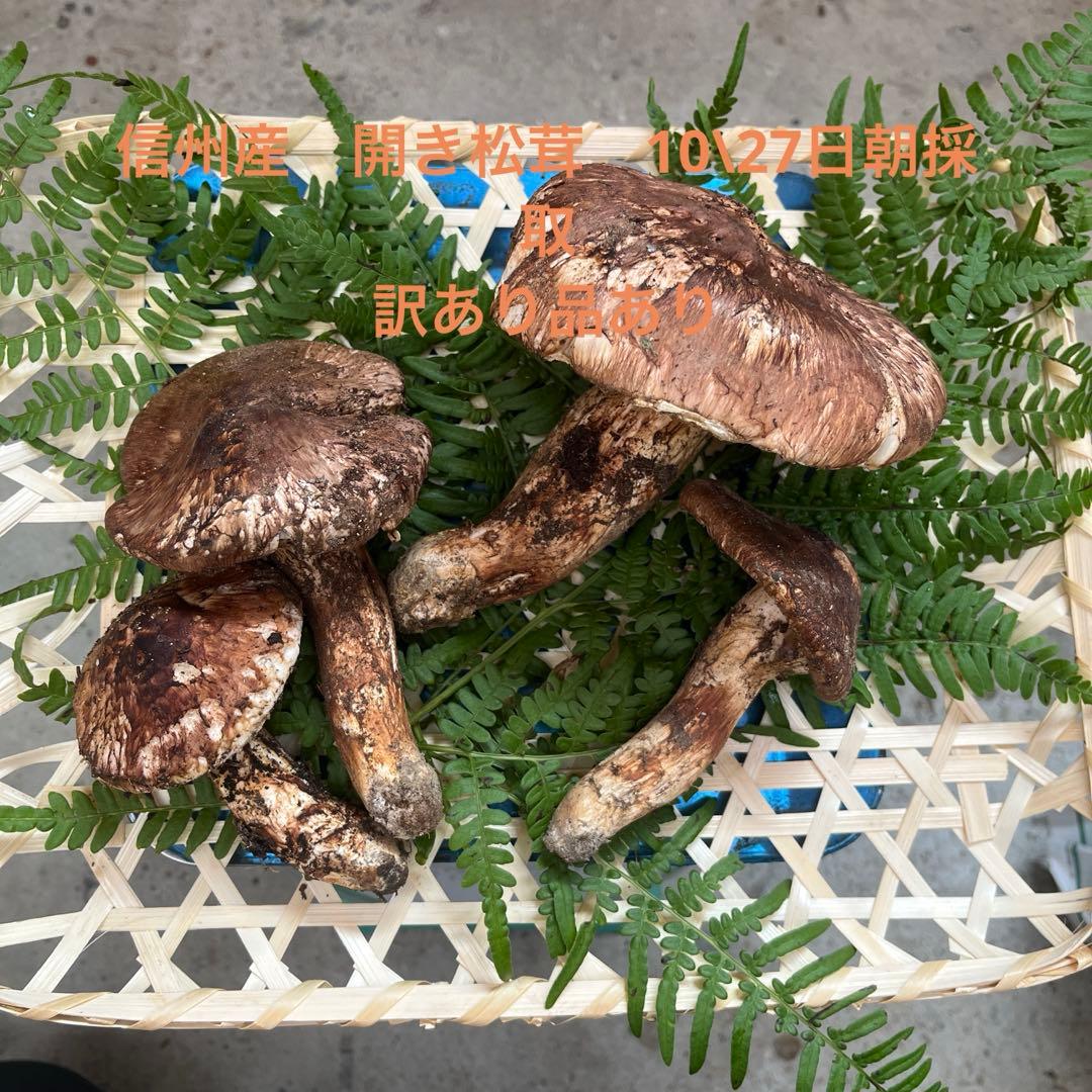 信州産松茸開き　訳あり品あり　10／27日朝採取