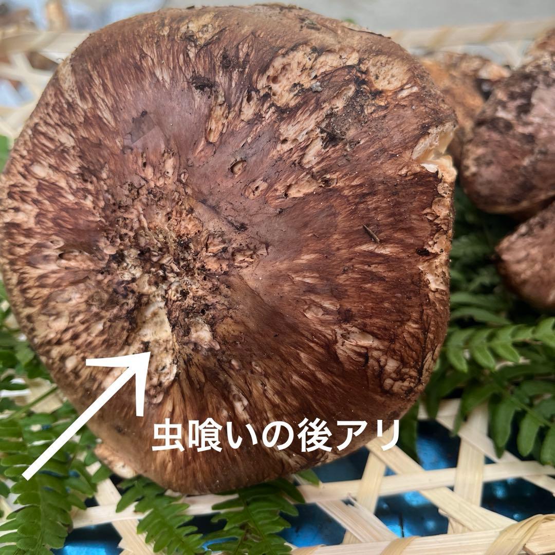 信州産松茸開き　訳あり品あり　10／27日朝採取