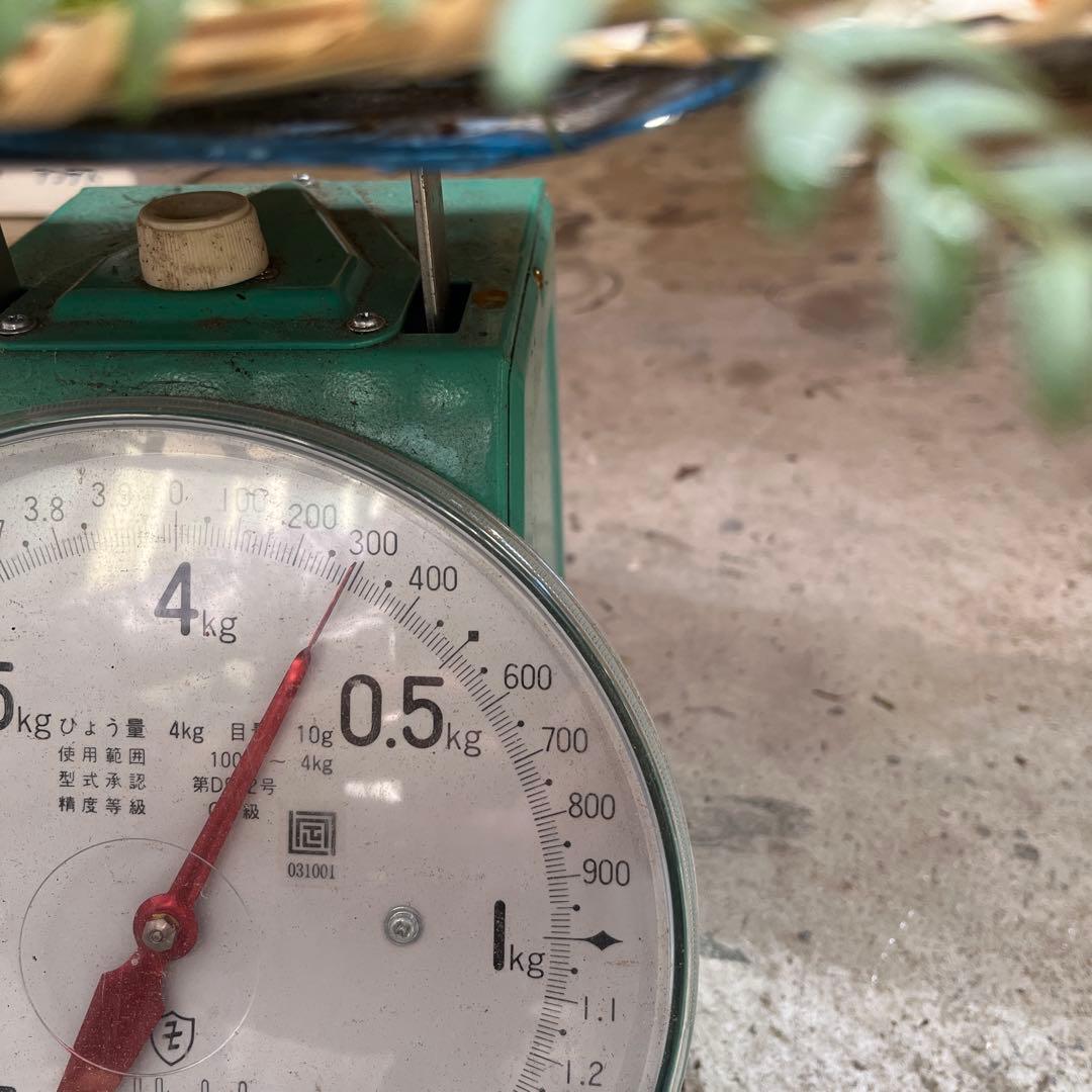 信州産松茸開き　訳あり品あり　10／27日朝採取