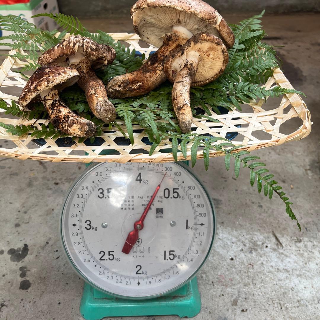 信州産松茸開き　訳あり品あり　10／27日朝採取