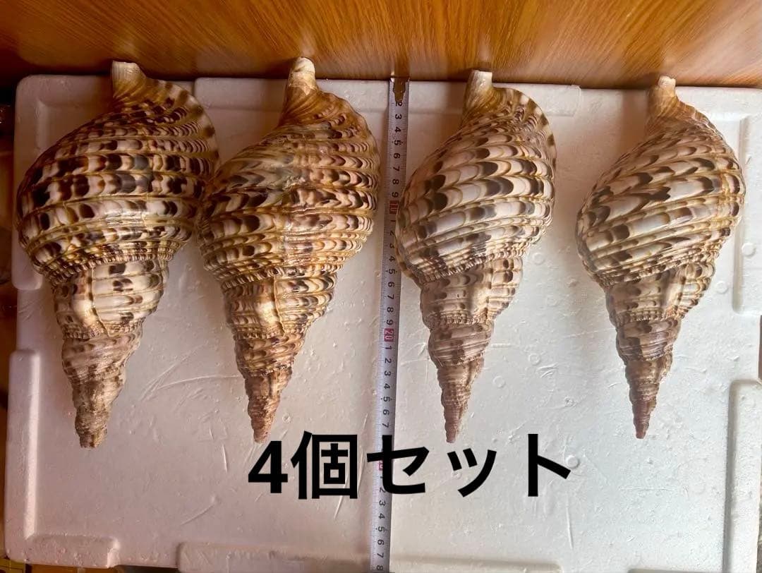 法螺貝4個セット 26cm、27cm、28cm、29cm