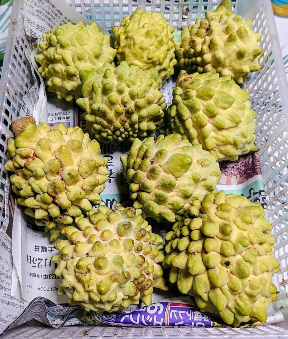 【限定】甘くとろける！森のアイスクリーム！！沖縄産アテモヤ大玉入り 3kg